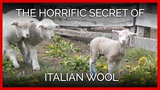 Exposed Horrific Secret of Italian Wool