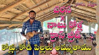 Berasa X Country Chicken Cross Breed  Berasa - Natukolla Cross Breed  బెరస - నాటుకోళ్ల సంకర జాతి 