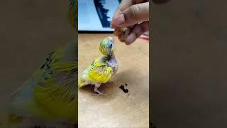 Feeding my baby budgie Pingu 