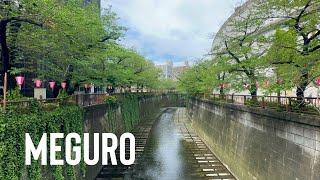 Walking Along the Meguro River in Tokyo - 4K Japan Walk