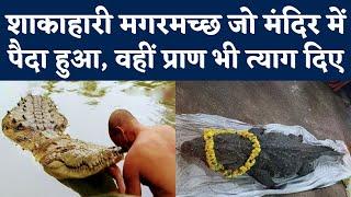 Vegetarian Crocodile Babiya की Kerala के Anantpura Temple Pond में मौत जानिए Babiya Story