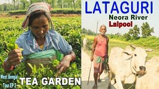 LATAGURI West Bengal Tour EP 2 Duars Travel  Lalpool  Neora River Tea Garden Mahakal Temple