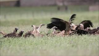 Vultures in Spain - Gieren in Spanje