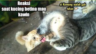 Reaksi kucing betina siap kawin