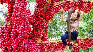 Harvesting Red Burmese Grape  - Making Grass Bait for Fish Goes to the market sell - Lý Thị Hoa