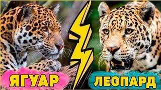 Леопард против Ягуара Кто сильнее? Чем отличаются? Интересные факты