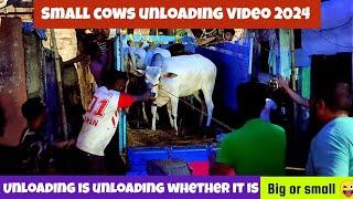 Angry cows unloading video 2024 #angrycow #angrycowvideo #shorts #cowunloading