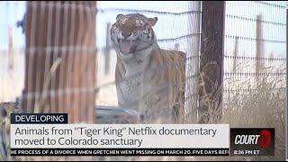 What Happened to The Tigers? The Animals Rescued from Joe Exotics Zoo  Court TV LIVE