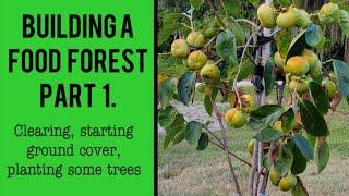 Building a food forest Part 1. Clearing starting ground cover planting fruit trees