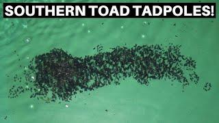 Captive Bred Southern Toad Tadpoles Hatching - Benjamins Exotics