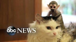 Cat Adopts Abandoned Baby Monkey