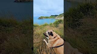 Beautiful walk at Lulworth Cove #beautifuldestinations #dogwalk #ilovemydog #reactivedog #kangal