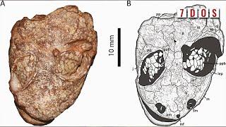 New Species of Prehistoric Amphibian Named After Kermit  7 Days of Science