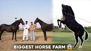 India’s Biggest Horse Farm in Moga Punjab