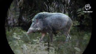berburu babi hutan poin dua ekor