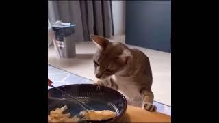 Funniest cats Dont try to stop laugh -Pet lover