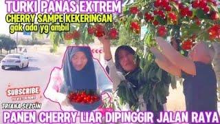 PANEN BUAH LIAR SEPUASNYA DIPINGGIR JALAN RAYA‼️REZEKI NOMPLOK MAU PULANG PANEN CHERRY LIAR GRATIS 