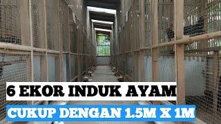 Ukuran kandang induk ayam kampung  KUB sederhana minimalis kecil kecilan