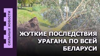 Последствия урагана в Беларуси  Изменения в ЭКО  Новое лекарство от похмелья