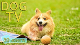 DOG TV Fast-Boredom Busting Videos for Dogs and Anti Anxiety with Music for Dogs - Dog Music - NEW