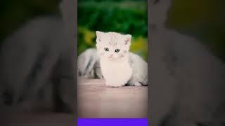 KUCING LUCU MENGGEMASKAN  BAYI KUCING #kucinglucu #cat #fyp #shorts #funnycat #kucing #viral #meme