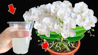 1 Cup Every Week Weak Orchid Tree Suddenly Explodes Thousands Of Roots And Flowers