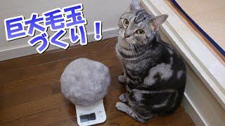 猫の巨大毛玉作り！ブラッシングと抜け毛（アメリカンショートヘア）