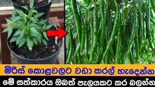 how to farm a chili plant to take a big harvest soon an easy - the chili cultivation in home garden