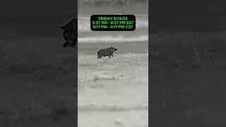 Best Hog Hunting Times 610 - 615 #wildhogs #feralhogs #boars #