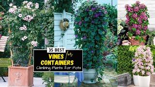 35 Best Vines for Containers  Climbing Plants for Pots