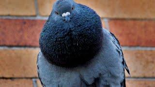 Angry Pigeon