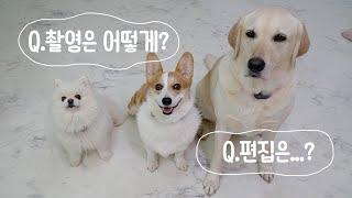 나도 강아지 유튜버 해볼까? 궁금증을 풀어드립니다