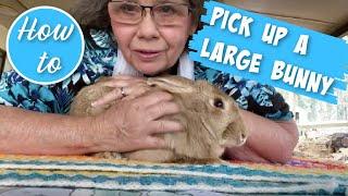 HOW TO PICK UP A LARGE BUNNY