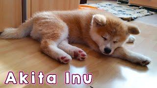 AKITA INU - The Life Of A Japanese Akita Puppy  秋田犬