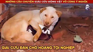 Chàng Trai tốt bụng giải cứu chó mẹ cùng 5 chú chó con dễ thương  Review Con Người Và Cuộc Sống