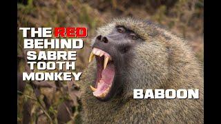 10 Baboon Facts - The Red Behind Sabretooth Monkey - Animal a Day B Week