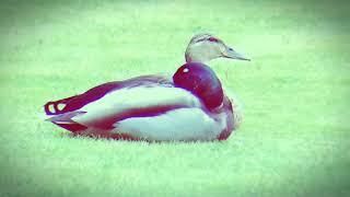 the two ducks  the nature recorder