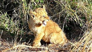 The Mighty “Roar” of a Lion Cub