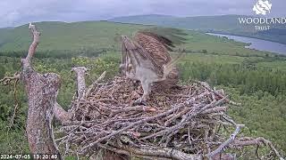Fish Louis the Loch Arkaig Osprey brings lunch for Dorcha trouts on the menu 5 Jul 2024