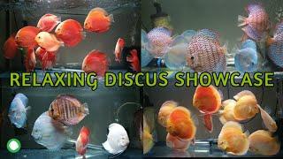 Relaxing Discus Showcase  350 Discus  Heckel X Albino Platinum Super Red Valentines White Tiger