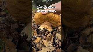 Mushroom ASMR Tapping & Slicing White King Bolete Boletus barrowsii Delicious Culinary Edible