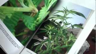 Organic Marijuana Soma Style  Somas Sacred Seeds