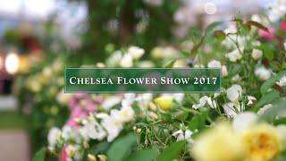 RHS Chelsea Flower Show 2017  David Austin Roses