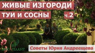 Хвойные изгороди. Туи Брабант Смарагд бордюр из шаровидных туй и горных сосен. Сад в Ленобласти.