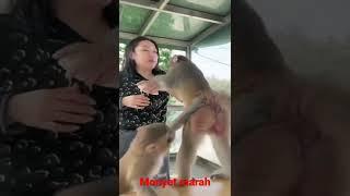 Ganggu monyet malah usaha pegang susu  #monyetlucu
