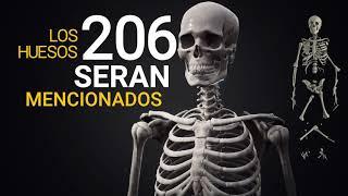 RAP HUESOS DEL CUERPO HUMANO - Video Lyrics - Rap Medicina - R4