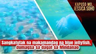 Sangkatutak na makamandag na blue jellyfish dumagsa sa dagat sa Mindanao  Kapuso Mo Jessica Soho