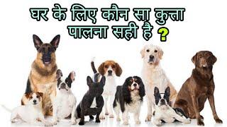 #25  Top 10 friendly dogs breeds  घर के लिए कौनसा कुत्ता पालना सबसे सही होता है ?  kutton ki nsal