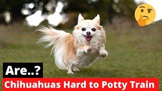 Why Is It SO Hard To Potty Train A Chihuahua? What to do Now?