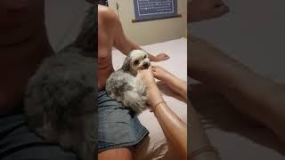 Pup Shanti licking tetraplegics toes mmm yum 